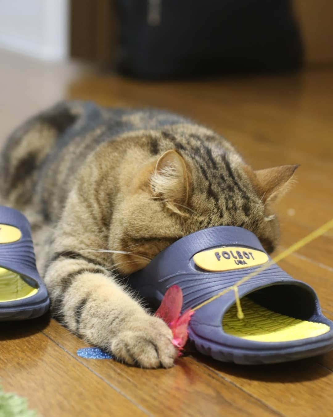 寅次郎（とらちゃん）さんのインスタグラム写真 - (寅次郎（とらちゃん）Instagram)「☆ Playing time . 何してるとこかわかるかにゃ？ . 答えはスワイプしてみてにゃん😹 . #最近のマイブーム #スリッパ遊び #カシャブン #ペットのおしりコンテスト . .」5月28日 17時24分 - torachanthecat