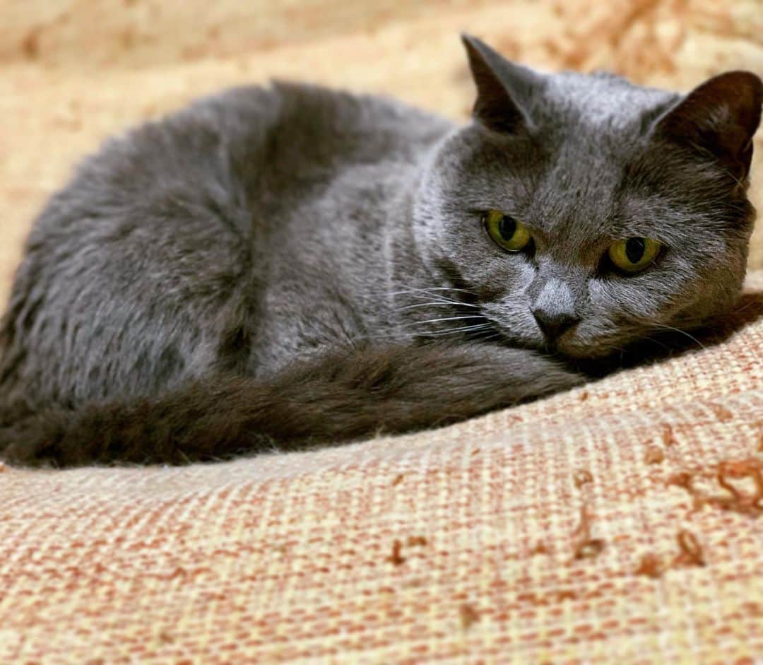 チキン南蛮カレーのルウ王子のグルメインスタ