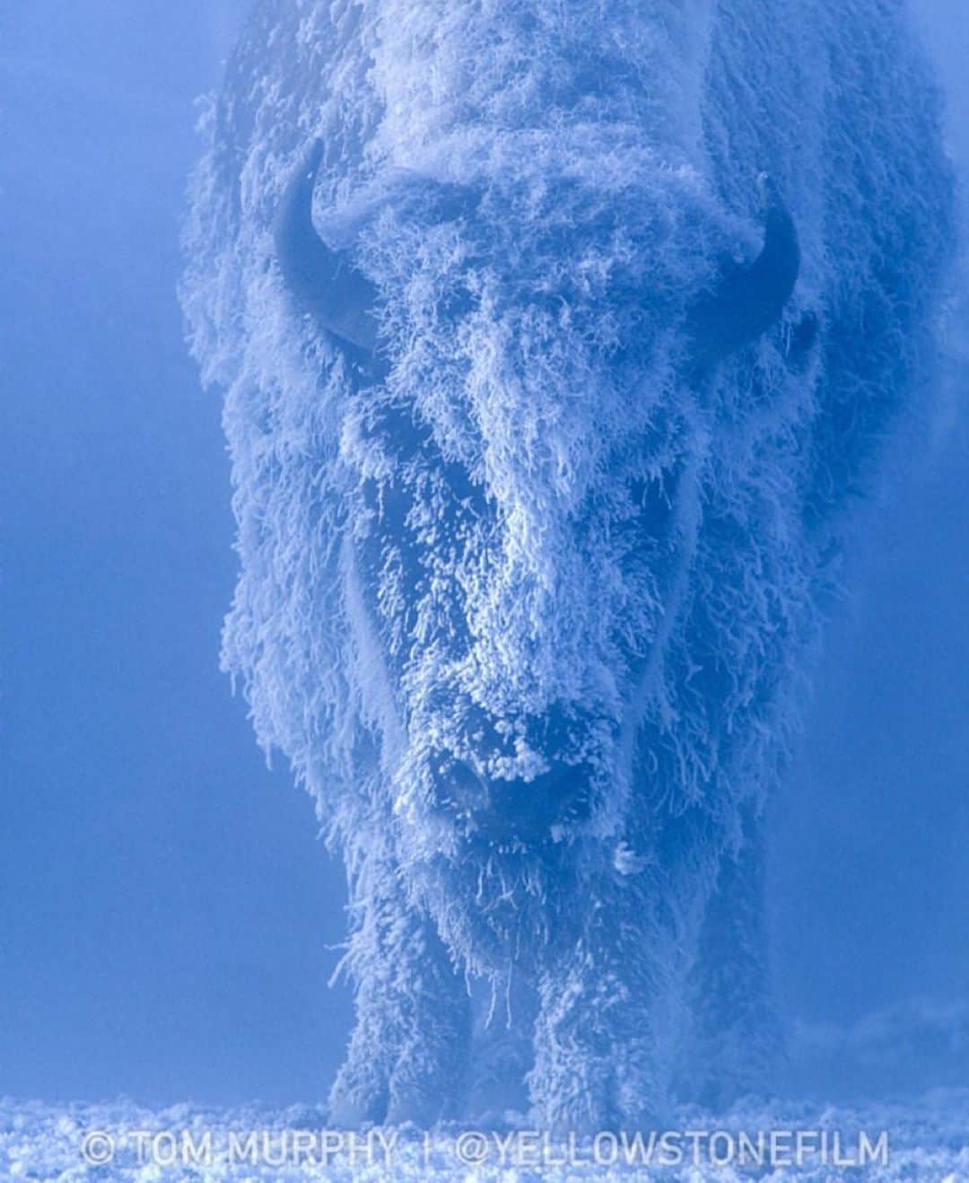 WildLifeのインスタグラム：「By @yellowstonefilm "I grew up on a cattle ranch in the snow, so I'm comfortable when it's cold. I'm not afraid to be out there, but I'm also aware of the difference between the Yellowstone that most people are familiar with, and then the winter Yellowstone." - Tom Murphy #yellowstone #yellowstonenps #buffalo #winter #frozen」