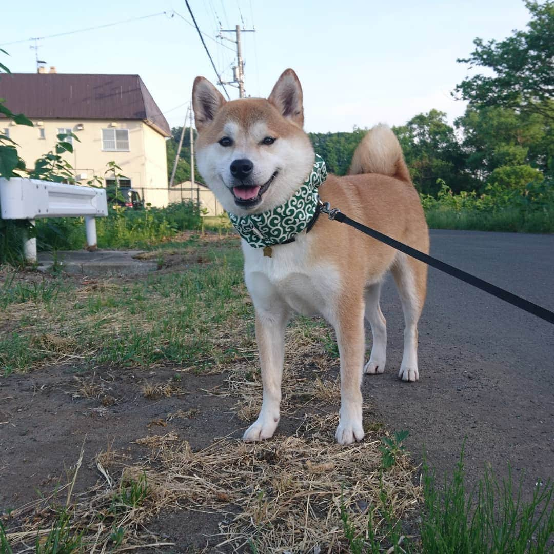 柴犬⭐️サスケさんのインスタグラム写真 - (柴犬⭐️サスケInstagram)「おはわん #朝ん歩 #💩#柴北会 #犬ら部 #柴犬#赤柴#わんだフォ #ふわもこ部 #茶助#北海道#散歩」5月28日 10時36分 - shiba20150405