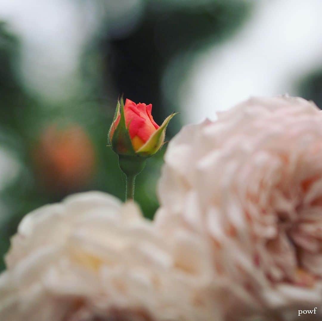anemone_69のインスタグラム：「. 🥀蕾と咲いた花の色の違いが不思議。 . . .」
