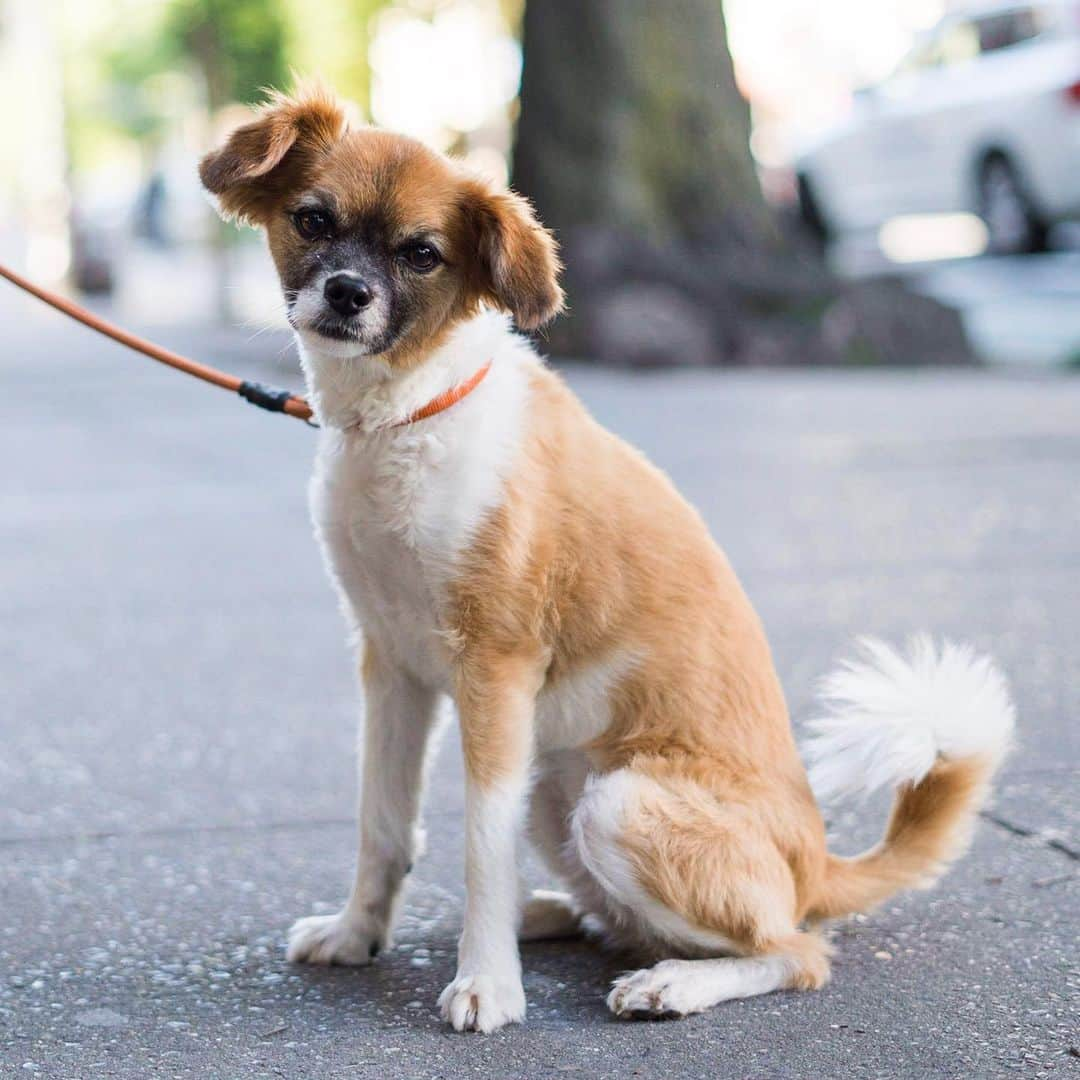 The Dogistさんのインスタグラム写真 - (The DogistInstagram)「Tiger, Papillon mix (5 y/o), Hudson & Perry St., New York, NY • “She was born at the vet and is 75% Papillon. I say she’s a ’Royal Papillon’ like she’s a designer breed. She’s like a shadow and we go on a five mile walk every morning.”」5月28日 11時04分 - thedogist