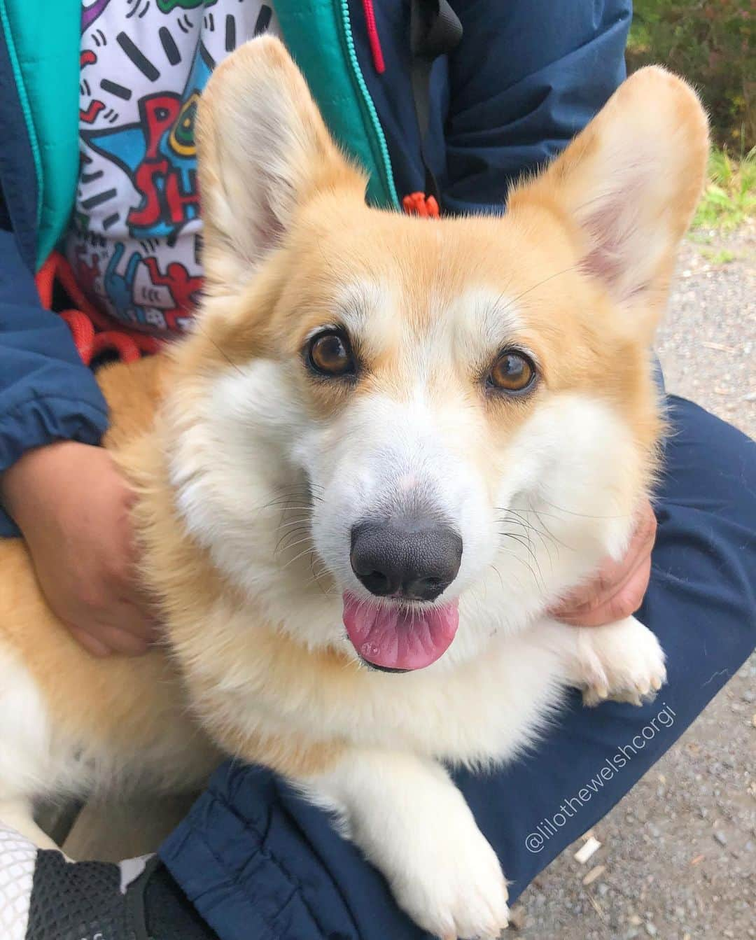 Liloさんのインスタグラム写真 - (LiloInstagram)「A holiday just means an extra day to go to the park woof... Hope you had a pawesome Memorial day woof! Did you have some good eats woof? Please drop some for me woof!」5月28日 11時10分 - lilothewelshcorgi