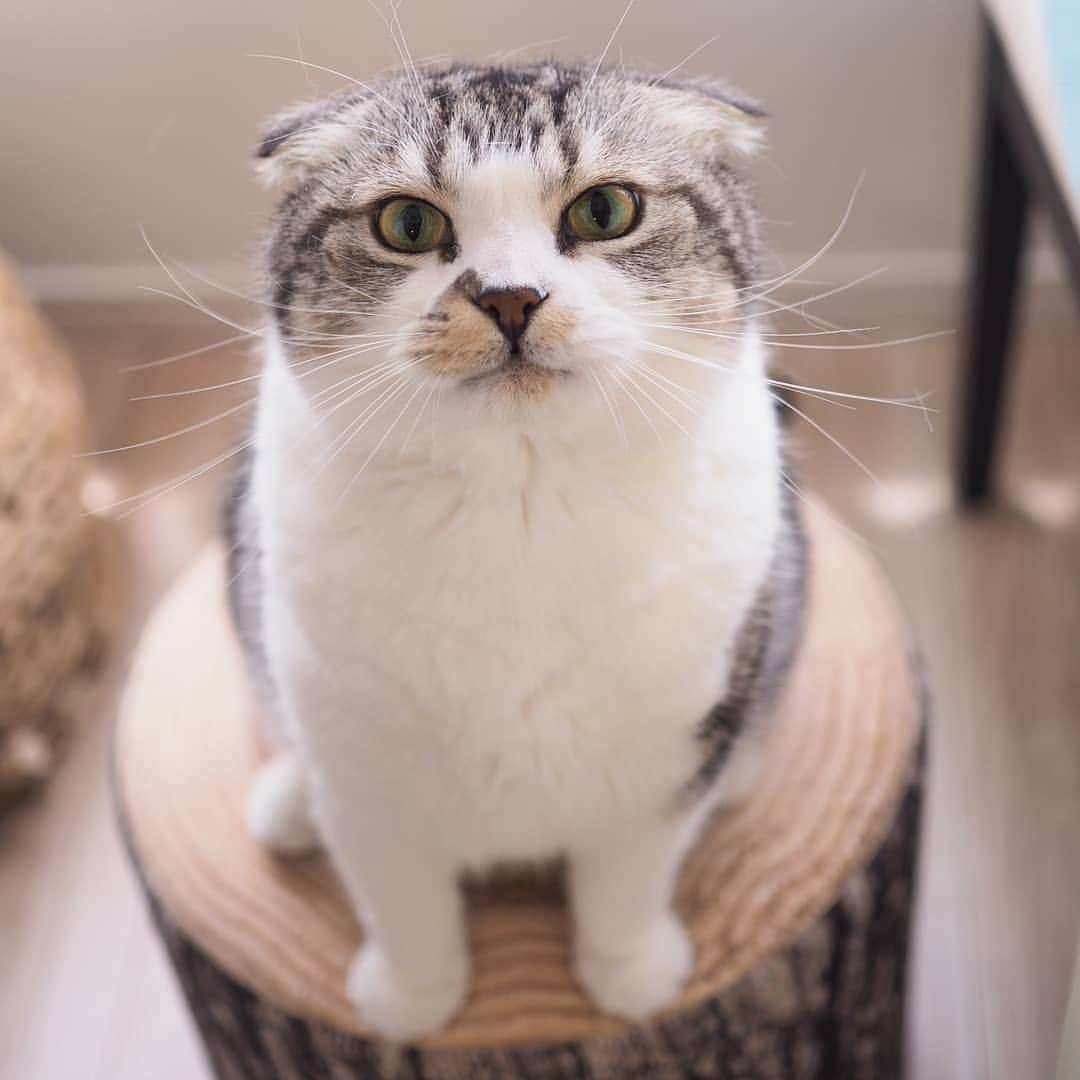 Hitomiさんのインスタグラム写真 - (HitomiInstagram)「2019.05.28  今日も ごきげんさ~ん😽🎵 .  ブラッシングしてもしても抜け毛がほわほわほわほわι(｀ロ´)ノﾑｷｰ  ファーミネーターどこやったっけな？🤔 . . #ニャイドル祭  #にゃんファーday . . #pecoねこ王子 #nyancon01 #ねこにすと9有楽町 #猫八写真クラブ展2019 #りぷちんに届け元気玉  #じゃこ#あご肉部 部長🍙 #ブヒブヒ倶楽部 #シブにゃん隊over10jr  #ねこ部#関西ねこ部#ふわもこ部 #ペコねこ部#もちぽよ部#みんねこ#お口まわり玉ねぎ隊#無敵の親バカ同盟 #スタペグラム」5月28日 11時26分 - jako0317