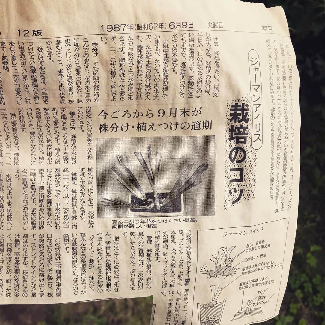 高橋文樹のインスタグラム：「強風にあおられて、1987年の園芸に関するきりぬきが飛んできた。」