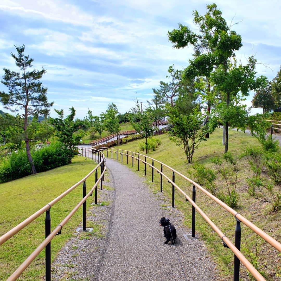 布川敏和さんのインスタグラム写真 - (布川敏和Instagram)「. . . U＾ᴥ＾U ~~~ヽ(^―^ ) . 朝一〝ふかパル散歩〟 . 南風が強いWAN~~~ .  #愛犬 #ダックスフンド #朝一 #散歩」5月28日 12時03分 - fukawatoshikazu