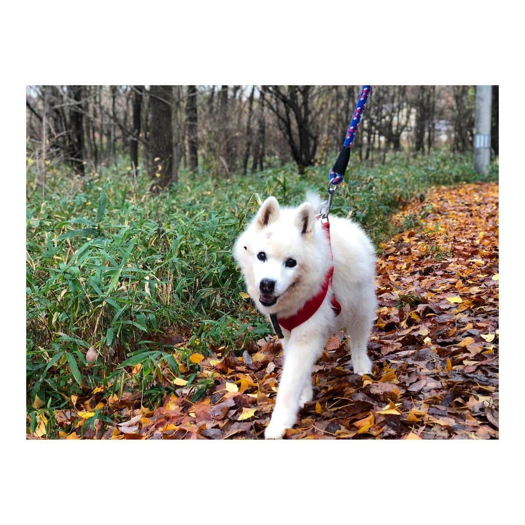 加村真美さんのインスタグラム写真 - (加村真美Instagram)「ロン誕生日おめでとう🐶！ 17歳👏🏻👏🏻👏🏻👏🏻👏🏻👏🏻！ 長生きしてね🐶💓💓💓！ .  #秘密結社老犬倶楽部  #犬すたぐらむ」5月28日 17時42分 - kamura_mami