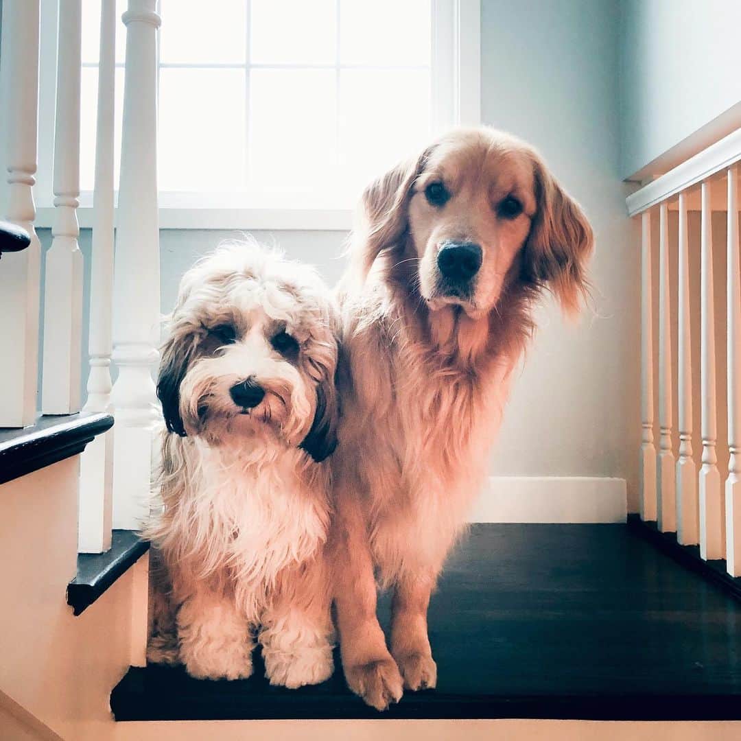 Buddy Boo Blueさんのインスタグラム写真 - (Buddy Boo BlueInstagram)「Partly asking for their second dinner. But mostly just judging me.」5月28日 12時16分 - buddyboowaggytails