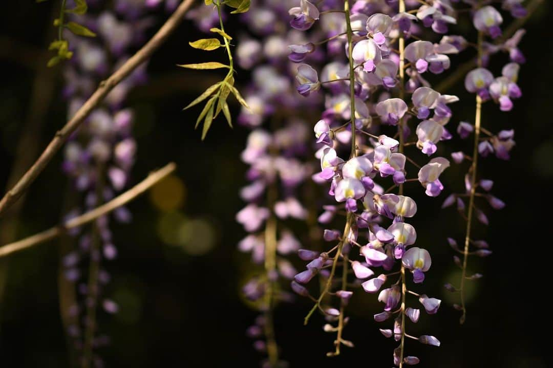 かっぱのインスタグラム：「. . 先日、藤の花を見に行きました。 ぽかぽか陽気で、ゆっくりと時間が流れているような気持ちになりました☺️ . . #藤 #藤の花 #春 #植物  #wisteriaflower #flower #spring」