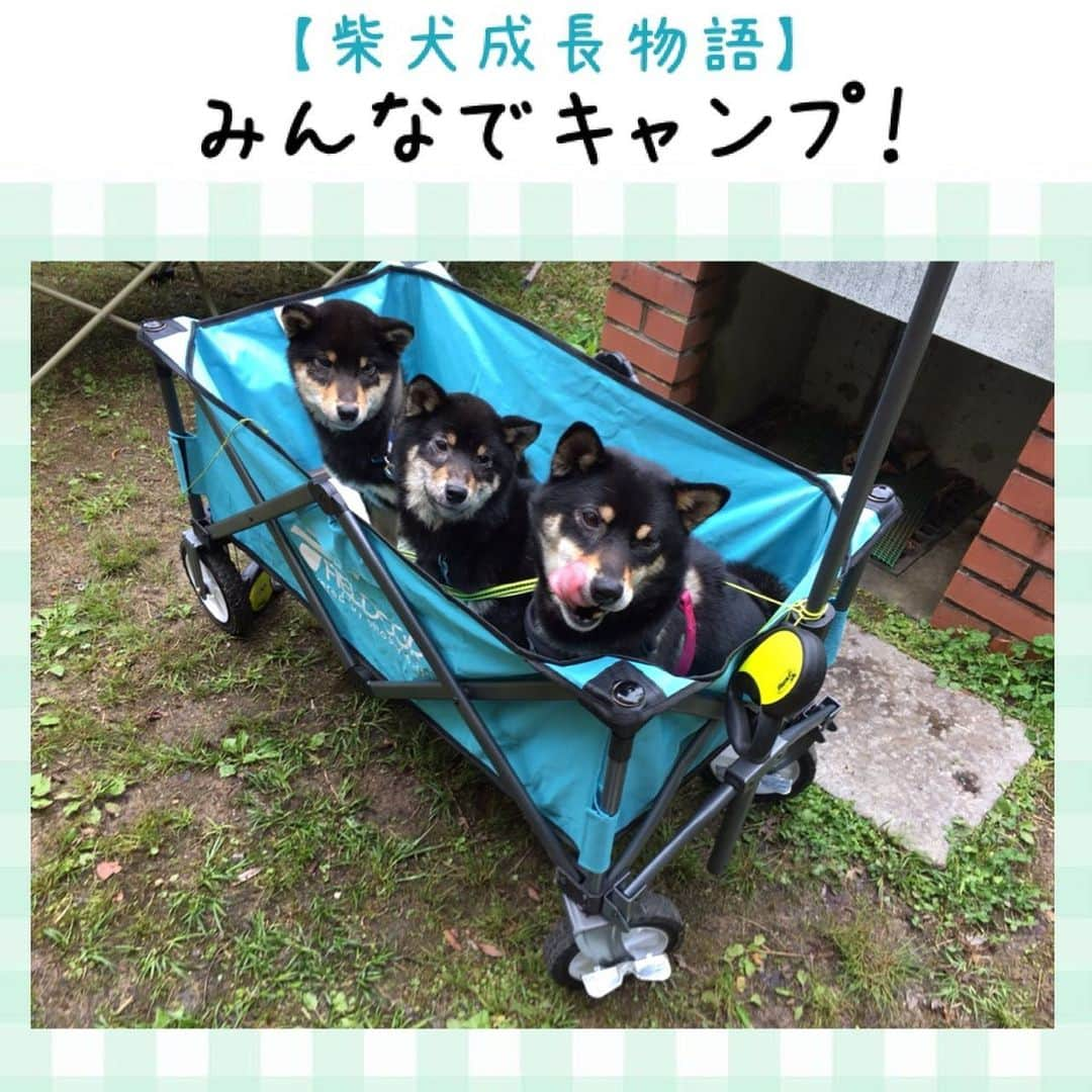 ライオン商事株式会社さんのインスタグラム写真 - (ライオン商事株式会社Instagram)「【柴犬成長物語】 〜みんなでキャンプ編〜 お天気がいい週末はみんなでキャンプ！🏕☀️ 3匹仲良くカートに乗ってLet's go‼︎😆✨ ・ ・ 「何かがフワフワ飛んでる...‼︎」 初めて見るシャボン玉に、 マロンちゃんとコロンちゃんも興味津々！💫 キラキラのシャボン玉と同じくらいに 2匹のお目目👀もキラキラだねっ✨✨ ・ ・ ⚠️これからの季節、キャンプやハイキングなどのレジャーで気をつけたいのが『マダニ』です！ マダニは草むらや葉の陰🌿からワンちゃん達に寄生するチャンスを狙っています。 マダニは飲み薬などの予防薬に加え、お出かけ後のブラッシングやシャンプーで落としたり洗い流すことができます。 マダニによる吸血や感染症を防ぐためにも、対策をしっかりと行い、お出かけを楽しみましょう♫👒 ・ ペットのマダニ対策でオススメなのが、#ペットキレイ のみ・マダニとりリンスインシャンプー‼︎🧴 有効成分『フェノトリン』の働きで、のみ・マダニをスッキリ取り除く薬用シャンプーです。 香りは《グリーンフローラル》🍃と《マルイドフローラル》🌼の2種類！ 山や森、公園など草むらのある場所へのお出かけ後におすすめです。 ・ ・ スタッフのおうちで柴犬の赤ちゃんが生まれてスクスク成長中！ マロンちゃんとコロンちゃん、2匹のはじめてシリーズを、随時お届けしていきたいと思います。  #柴犬成長物語 #はじめてシリーズ #みんなでキャンプ #犬とキャンプ #シャボン玉 #キラキラ #マダニ対策 #マロンちゃん #コロンちゃん #柴犬 #しばいぬ #ブラックタン #双子 #柴子犬 #子犬 #lionpet  #lionpetdog #ライオンペット #犬 #いぬすたぐらむ #犬のいる暮らし #犬好きと繋がりたい  #かわいい #dog #dogs #dogstagram @lion_pet_dog」5月28日 13時48分 - lion_pet_dog