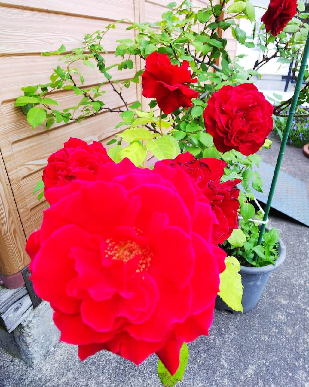 みながわゆみさんのインスタグラム写真 - (みながわゆみInstagram)「#ばら #バラ #薔薇 #真っ赤なバラ #赤色 #きれい #良い香り #癒される #はな #花 #flower #はなまっぷ #花まっぷ #花の写真 #花撮り #花写真 #花好きな人 #花好きな人と繋がりたい #写真好き #写真好きな人と繋がりたい」5月28日 13時46分 - nama.09.19