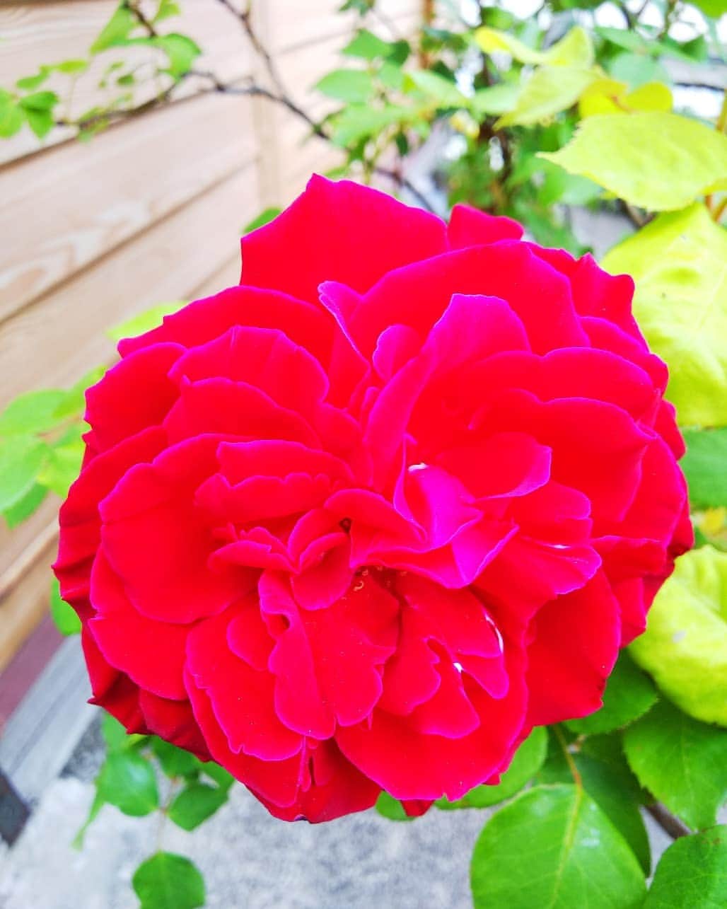 みながわゆみさんのインスタグラム写真 - (みながわゆみInstagram)「#ばら #バラ #薔薇 #真っ赤なバラ #赤色 #きれい #良い香り #癒される #はな #花 #flower #はなまっぷ #花まっぷ #花の写真 #花撮り #花写真 #花好きな人 #花好きな人と繋がりたい #写真好き #写真好きな人と繋がりたい」5月28日 13時46分 - nama.09.19