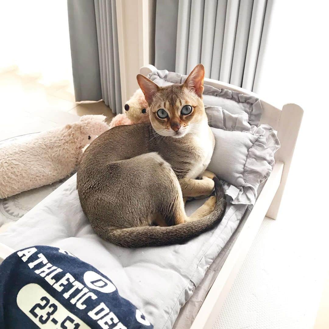 モルト♡Malt(Singapuracat)のインスタグラム：「今日のお昼寝はここにするわ🛌💤 * 暑くなったからさすがに毛布仕舞いました😹🎐」