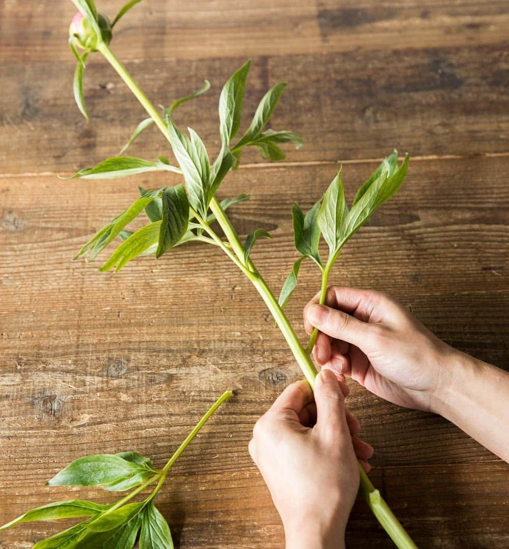 青山フラワーマーケットさんのインスタグラム写真 - (青山フラワーマーケットInstagram)「芍薬を上手に咲かせるコツ　▷▷ . 「写真①  下葉を中心に落とす」 . ☞ たくさんついている葉は下葉を中心に取り除きます。余分な葉を取り除くことで葉からの蒸散を減らし十分に水があがるようにします。 . 「写真②  茎を斜めにカット」. ☞ 鋭角に切ることで吸水面積が広くなり、水の吸い上げが良くなります。 . 「写真③  蕾の蜜を拭き取る」 . ☞ 蜜でガクが固まることが開花できなくなる大きな要因。水で濡らした布などで優しく拭き取りましょう。 . 「写真④  蕾を優しくほぐす」 . ☞ 蕾を包むようにし、指の腹を使って優しくほぐしましょう。 . 「写真⑤  花瓶の水は深め」 . ☞ シャクヤクは水が大好きなので水は常にたっぷりと。鮮度保持剤をを使うと花持ちがよくなります。 . . 短い旬のピオニー、だからこそ大切に咲かせたいもの、ぜひ写真のやり方を参考にしてみてくださいね。 . . #芍薬#シャクヤク #ピオニー  #花のある暮らし #青山フラワーマーケット#aoyamaflowermarket#flower #peony」5月28日 14時06分 - aoyamaflowermarket