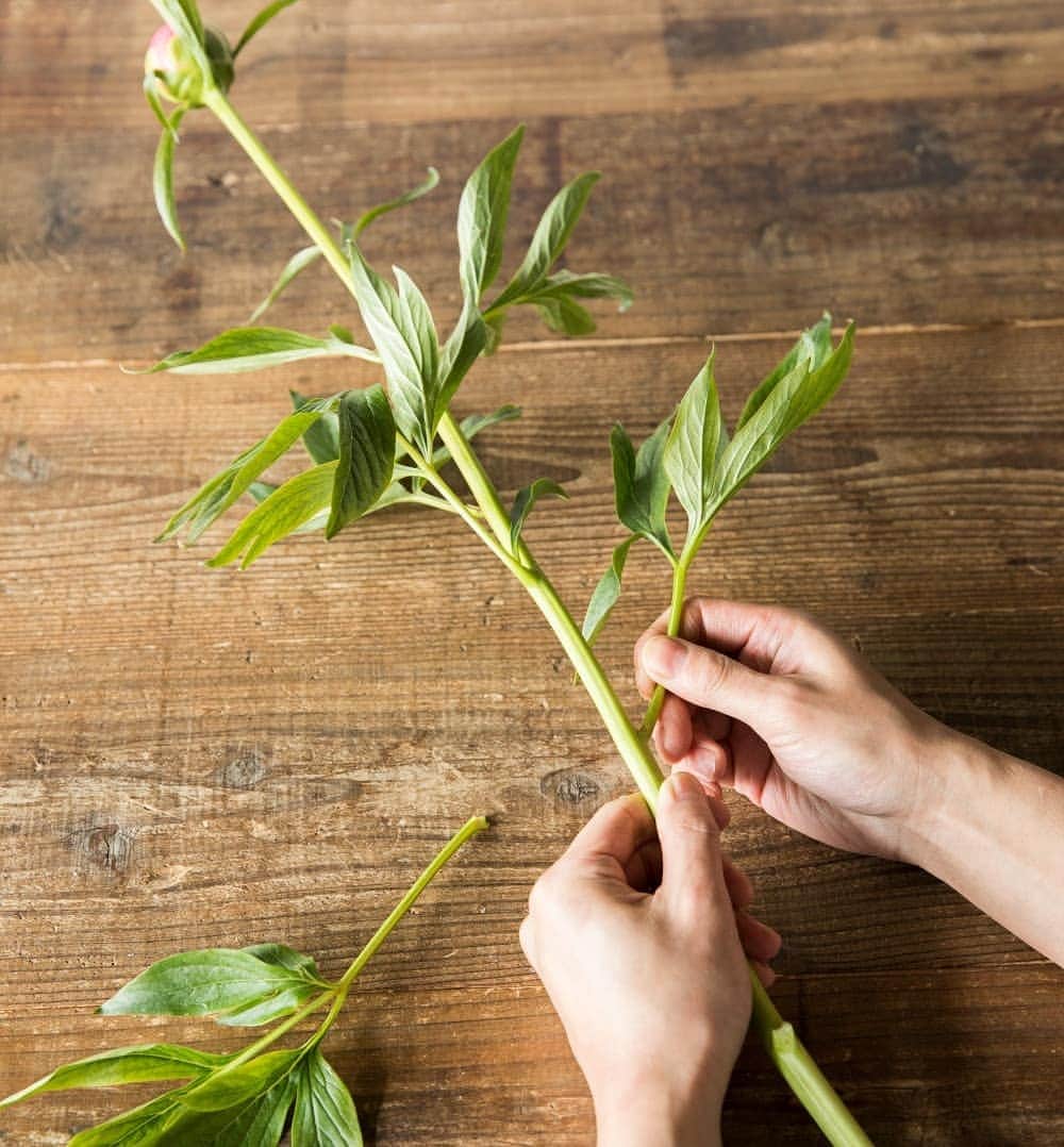 のインスタグラム：「芍薬を上手に咲かせるコツ　▷▷ . 「写真①  下葉を中心に落とす」 . ☞ たくさんついている葉は下葉を中心に取り除きます。余分な葉を取り除くことで葉からの蒸散を減らし十分に水があがるようにします。 . 「写真②  茎を斜めにカット」. ☞ 鋭角に切ることで吸水面積が広くなり、水の吸い上げが良くなります。 . 「写真③  蕾の蜜を拭き取る」 . ☞ 蜜でガクが固まることが開花できなくなる大きな要因。水で濡らした布などで優しく拭き取りましょう。 . 「写真④  蕾を優しくほぐす」 . ☞ 蕾を包むようにし、指の腹を使って優しくほぐしましょう。 . 「写真⑤  花瓶の水は深め」 . ☞ シャクヤクは水が大好きなので水は常にたっぷりと。鮮度保持剤をを使うと花持ちがよくなります。 . . 短い旬のピオニー、だからこそ大切に咲かせたいもの、ぜひ写真のやり方を参考にしてみてくださいね。 . . #芍薬#シャクヤク #ピオニー  #花のある暮らし #青山フラワーマーケット#aoyamaflowermarket#flower #peony」
