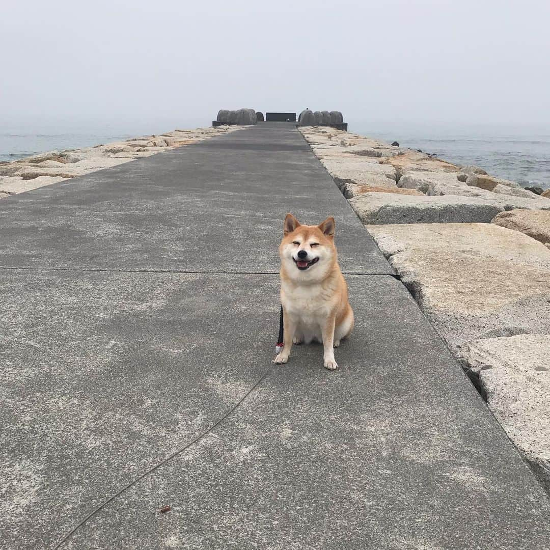 マル子さんのインスタグラム写真 - (マル子Instagram)「楽しかった1泊2日🚐 #マル子  #柴犬  #shiba  #みっくす  #麺屋さすけ  #パードン木村  #poetmeetsdubwise  #私のインスタには写ってても大丈夫だよねw」5月28日 13時59分 - tomikago