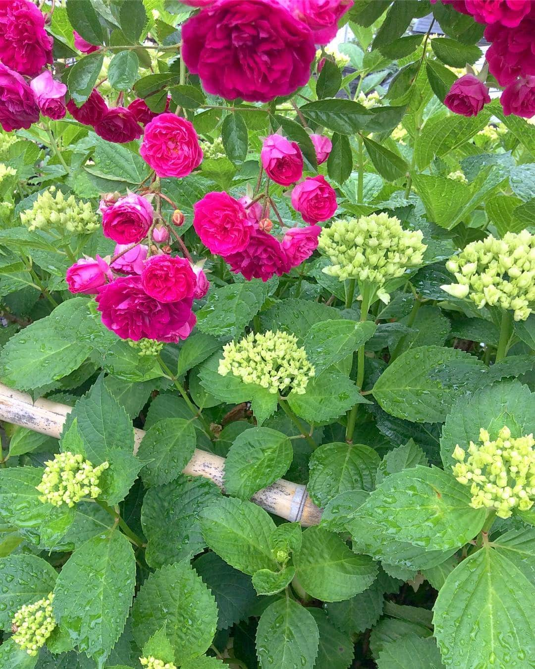 祥吉さんのインスタグラム写真 - (祥吉Instagram)「恵みの雨 祥吉 駐車場の野薔薇が満開を迎え 紫陽花も沢山の蕾をつけました #播州赤穂#赤穂#赤穂御崎#赤穂温泉赤穂温泉祥吉#潮彩きらら祥吉 #祥吉#花#flower #薔薇#野薔薇#野バラ#紫陽花#蕾#恵みの雨」5月28日 14時20分 - akoshokichi