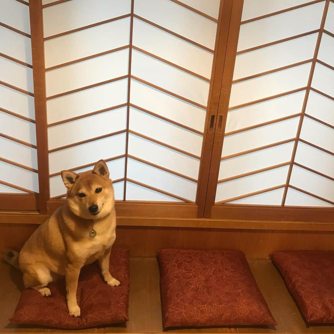 松山まなかさんのインスタグラム写真 - (松山まなかInstagram)「京都に来たよ♡ #柴犬 #shibainu #わんこ旅 #京都 #kyoto #旅館 #ペット可 #犬と一緒 #マラソン女子」5月28日 14時39分 - manakamatsuyama