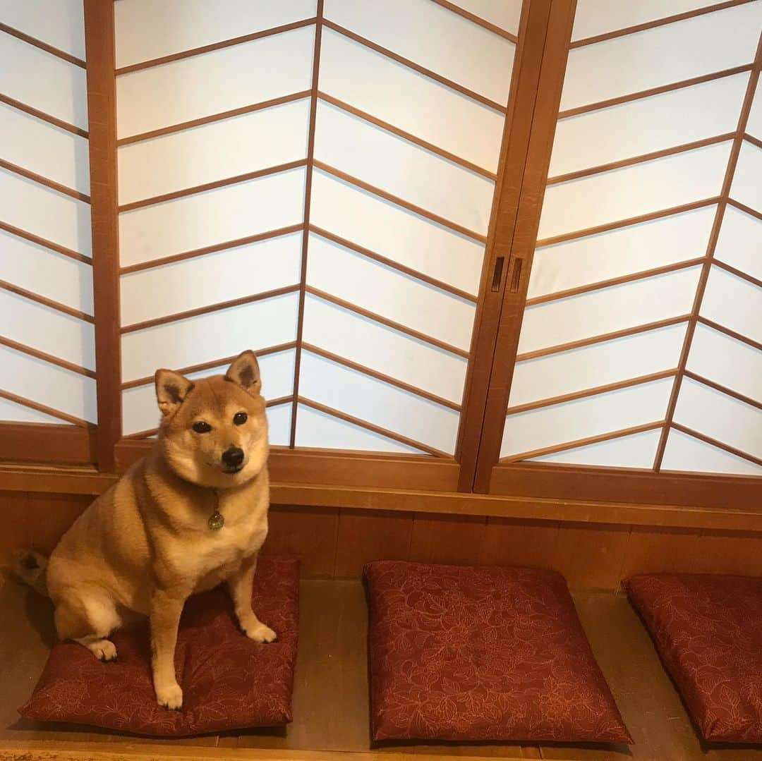 松山まなかさんのインスタグラム写真 - (松山まなかInstagram)「京都に来たよ♡ #柴犬 #shibainu #わんこ旅 #京都 #kyoto #旅館 #ペット可 #犬と一緒 #マラソン女子」5月28日 14時39分 - manakamatsuyama