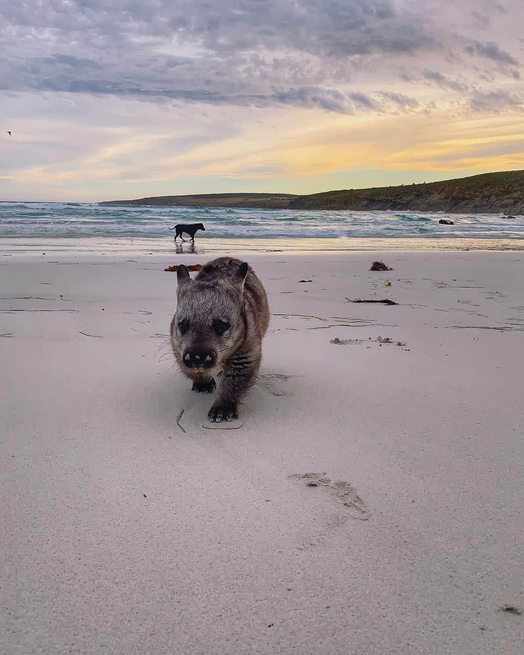 Australiaさんのインスタグラム写真 - (AustraliaInstagram)「Meet Hazel. She loves cuddles, a good cob of corn and long walks along the beach 😍 @mikaela.fowler has been hand raising this adorable Southern Hairy-nosed #wombat for a year, after she was sadly left orphaned as a tiny baby. As Hazel is a nocturnal creature she spends most of her days sleeping and relaxing on the farm but loves to go on little adventures at dusk or dawn. One of her fave spots for a stroll is #FisheryBay in @southaustralia's @port_lincoln, where she happily walks along eating shrubs and digging in the sand. What a life!  #seeaustralia #seesouthaustralia #nature #wildlife #dailyfluff」5月28日 15時00分 - australia