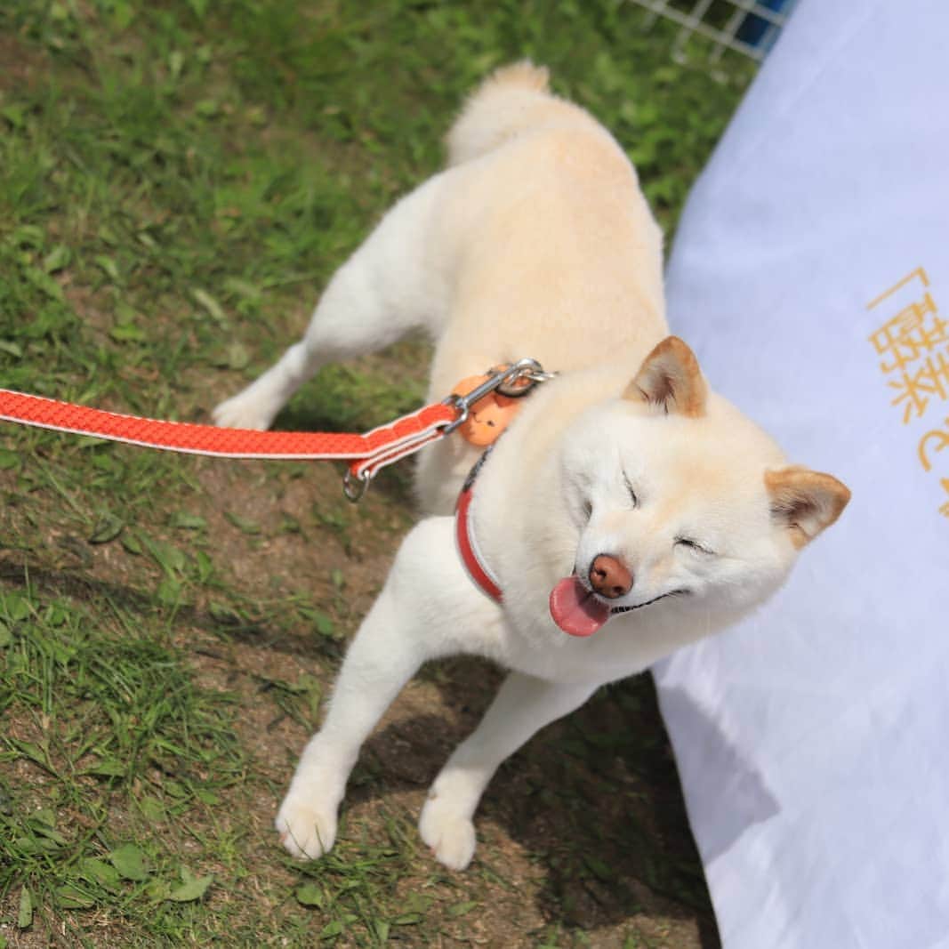 モラキジドッグさんのインスタグラム写真 - (モラキジドッグInstagram)「オヤツくださーい🎵  #柴犬 #ZIPANG #白柴犬  #ルアナ」5月28日 15時06分 - morakijidog