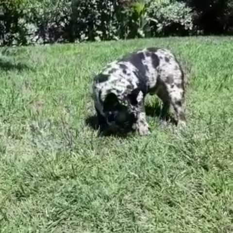 Oprahnbooのインスタグラム：「Black merle.  #dogoftheworld #dogsoftheday #merlefrenchbulldog #dogsofinstagram #lovehim #share #tag」