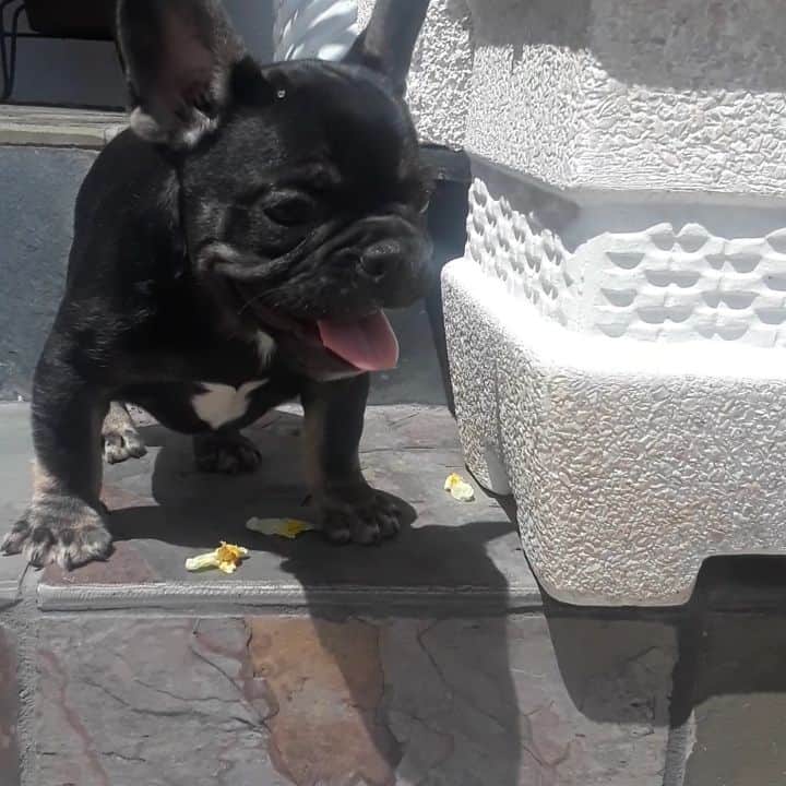 Oprahnbooのインスタグラム：「Black tri  #frenchiesofinstagram #10weeksold #triplecarrier #male #dogoftheworld #share #tag」