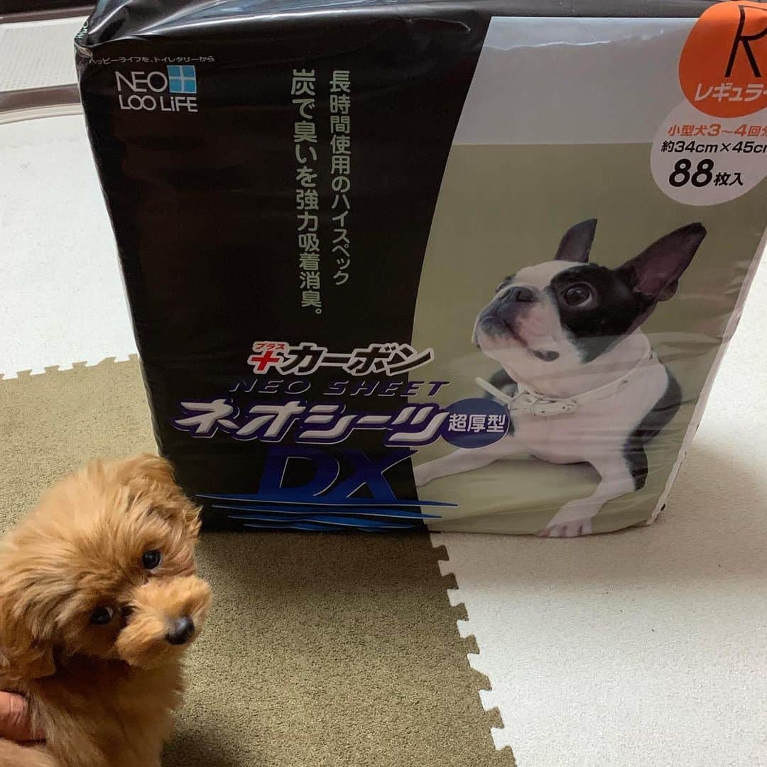 北川航也さんのインスタグラム写真 - (北川航也Instagram)「. ペットシーツはネオシーツ🐶 その他製品も使ってます。 株式会社コーチョー様 ありがとうございます(^^) . #かなり吸収してくれます #助かってます #株式会社コーチョー#ネオシーツ #流せるウェットティッシュ  #ネオウェッティ #これもかなり使える」5月28日 16時00分 - koya_kitagawa_23