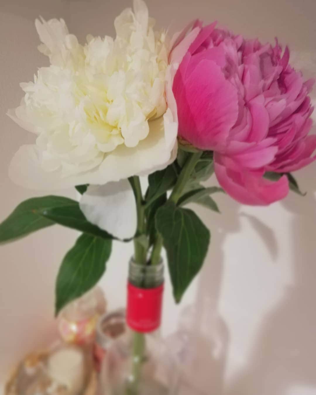 のインスタグラム：「かわいすぎる💞 * ゆきのが昨日ふと持ってきてくれました🙏✨✨ ほんとうれしい✨✨ * 最近お花への愛がやばい！！w * * ほんとそういう心遣い感謝🙏 ゆきのありがとう💞 * もらったときはつぼみだったのに、１日でこんなになりました💞 * * #芍薬 #お花 #大好き #気持ち #あがる #ありがとう #flower #thanks」