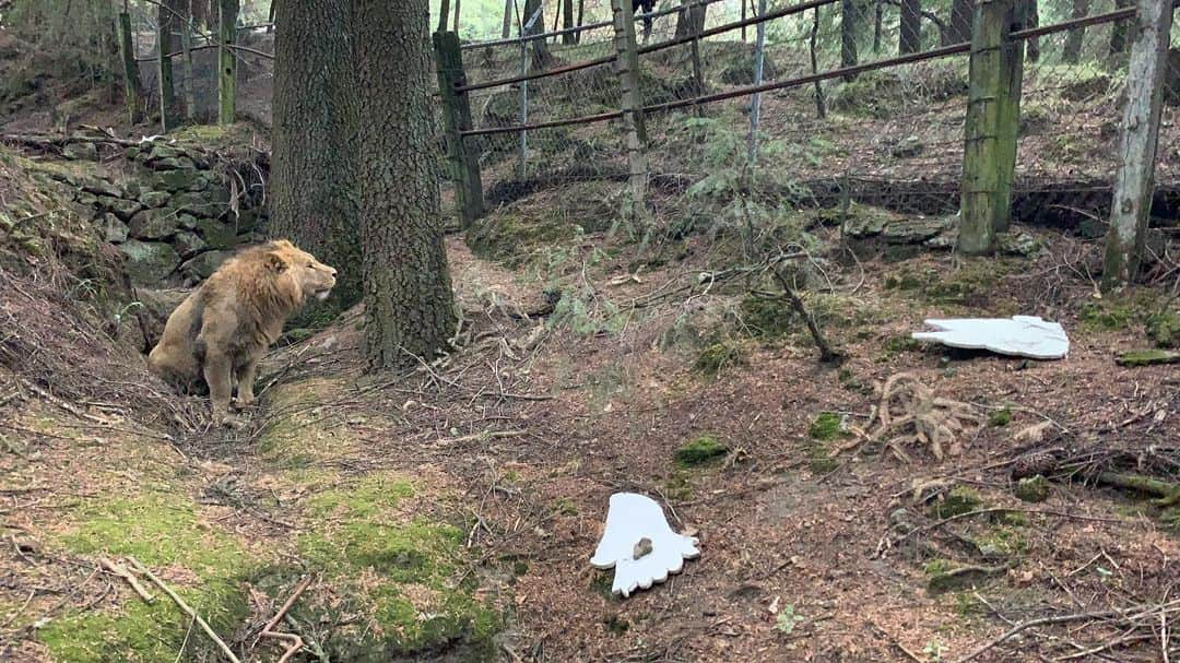 Black Jaguar-White Tiger さんのインスタグラム写真 - (Black Jaguar-White Tiger Instagram)「I told @christiemariedowns that a Lion escaped some unknown person’s ranch and that I was on my way to get him. Christie sent me an image of Michael, the Archangel. She told me that she confided our health in him. When we were circling Rebel, I noticed those wings on the ground, so I took a picture for Christie. And for you... #KingRebelBJWT  @christiemariedowns」5月14日 8時40分 - blackjaguarwhitetiger