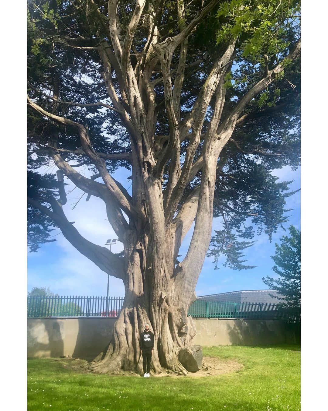ファーガル・デヴィットさんのインスタグラム写真 - (ファーガル・デヴィットInstagram)「The Fat Tree has magic」5月14日 8時42分 - finnbalor