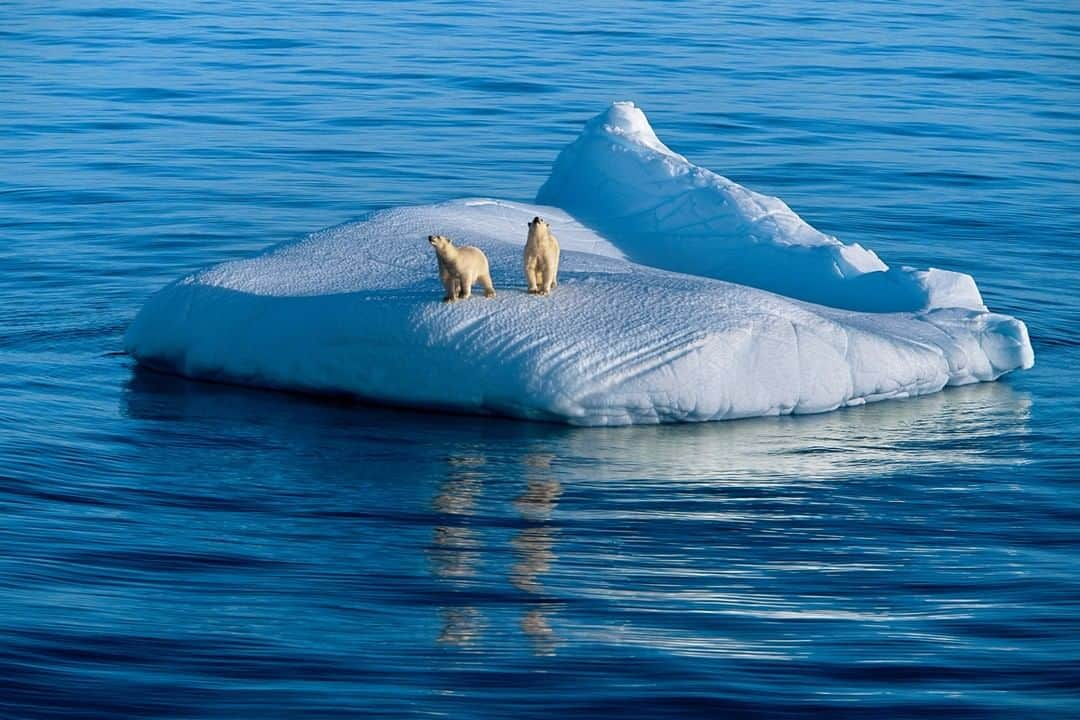 National Geographic Travelさんのインスタグラム写真 - (National Geographic TravelInstagram)「Photo by @PaulNicklen | In the Hudson Strait in Nunavut, Canada, a mother polar bear and her two-year-old cub drift out to sea, stranded on a piece of glacier ice. With the planet’s Arctic regions freezing later and melting earlier, their hunting season and the likelihood of food continues to diminish every year. #FollowMe at @PaulNicklen for more photos from the #Arctic. #polarbear #ice #climatechange #Nunavut」5月14日 7時10分 - natgeotravel