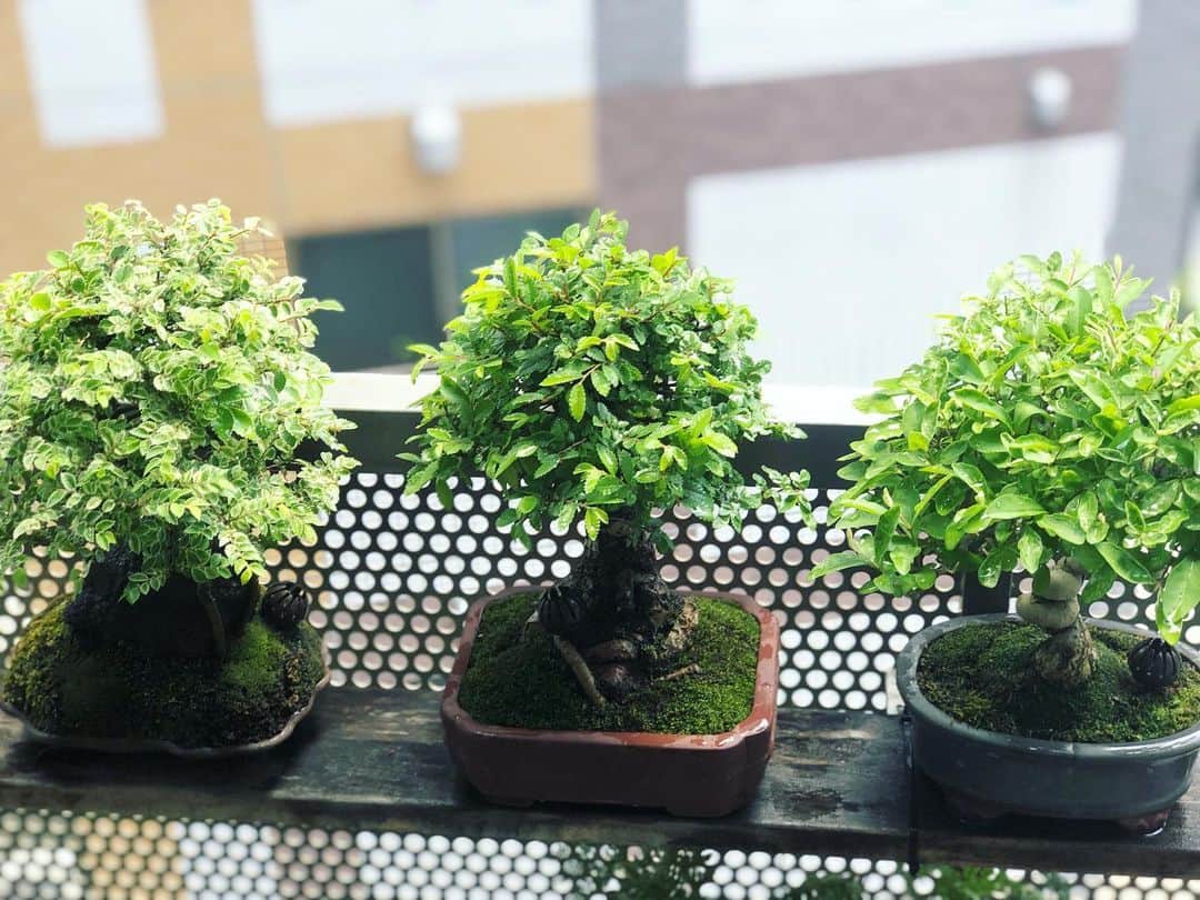 金成公信のインスタグラム：「レイニーデイ。#雨 #雨天 #rain #rainyday #rainy #盆栽 #bonsai #bonsaijapan #japanesebonsai #wabisabi #bonsailovers #bonsailife #bonsaitree #bonsaiart #bonsaigram #bonsaiworld #plants #tree」