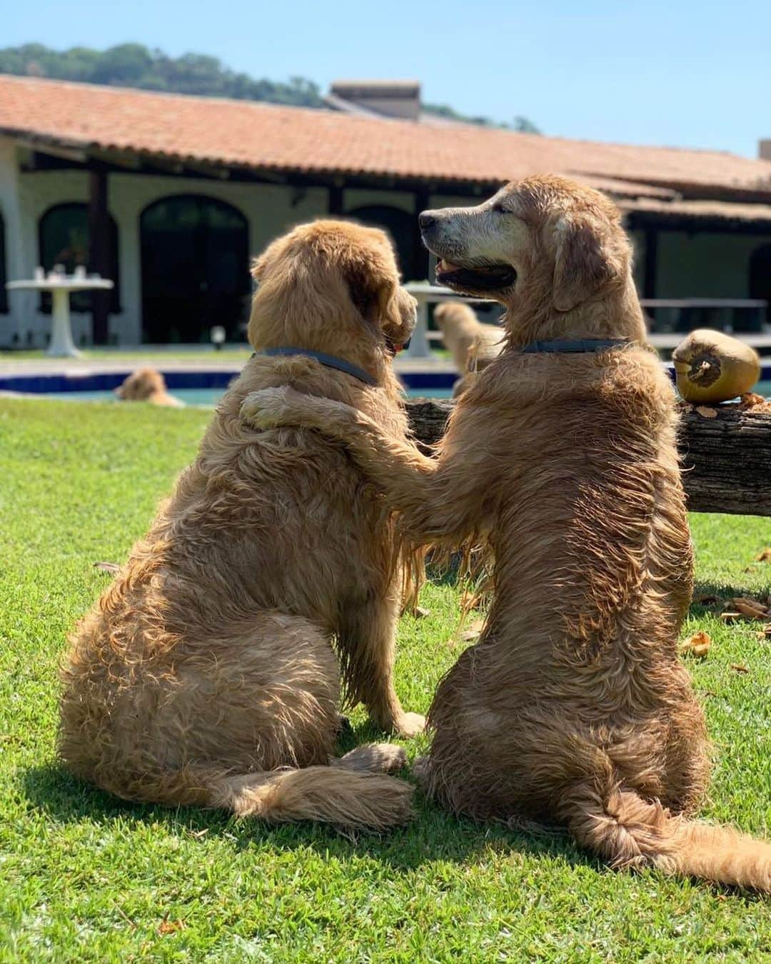 Bobさんのインスタグラム写真 - (BobInstagram)「Já estamos sentindo falta do verão e de brincar na água! Estão vendo essa coleira que a gente usa? Ela nos protege contra pulgas, carrapatos e várias doenças como a leishmaniose por até 8 meses, inclusive debaixo d’agua! Aliás, está chegando a hora de trocar as nossas ! @bayerbrasil #publi」5月14日 7時37分 - bob_marley_goldenretriever