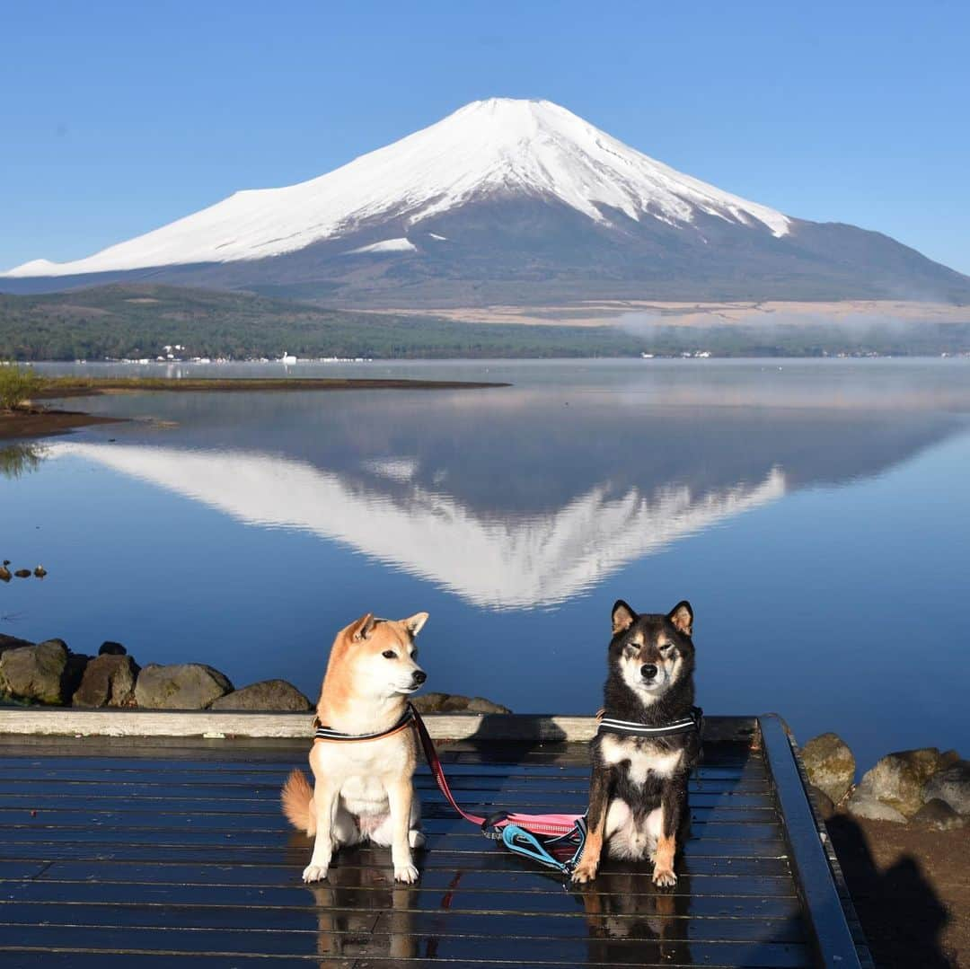 がんちゃんさんのインスタグラム写真 - (がんちゃんInstagram)「#てんタッキー富士山の旅  2019年5月8日 明け方の気温が氷点下まで下がったこの日、空気が澄んで富士山がくっきり😍 宿での人間の朝ご飯の前に、富士山をバックに犬の朝ご飯♪なんて贅沢な景色💕  #糸目ーズ #山中湖交流プラザきらら」5月14日 7時40分 - kota2ann