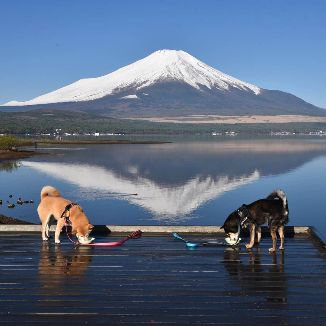 がんちゃんさんのインスタグラム写真 - (がんちゃんInstagram)「#てんタッキー富士山の旅  2019年5月8日 明け方の気温が氷点下まで下がったこの日、空気が澄んで富士山がくっきり😍 宿での人間の朝ご飯の前に、富士山をバックに犬の朝ご飯♪なんて贅沢な景色💕  #糸目ーズ #山中湖交流プラザきらら」5月14日 7時40分 - kota2ann