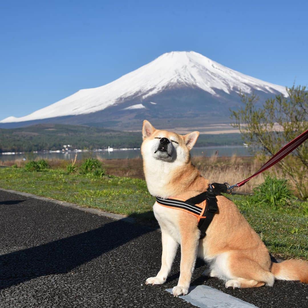 がんちゃんさんのインスタグラム写真 - (がんちゃんInstagram)「#てんタッキー富士山の旅  2019年5月8日 明け方の気温が氷点下まで下がったこの日、空気が澄んで富士山がくっきり😍 宿での人間の朝ご飯の前に、富士山をバックに犬の朝ご飯♪なんて贅沢な景色💕  #糸目ーズ #山中湖交流プラザきらら」5月14日 7時40分 - kota2ann