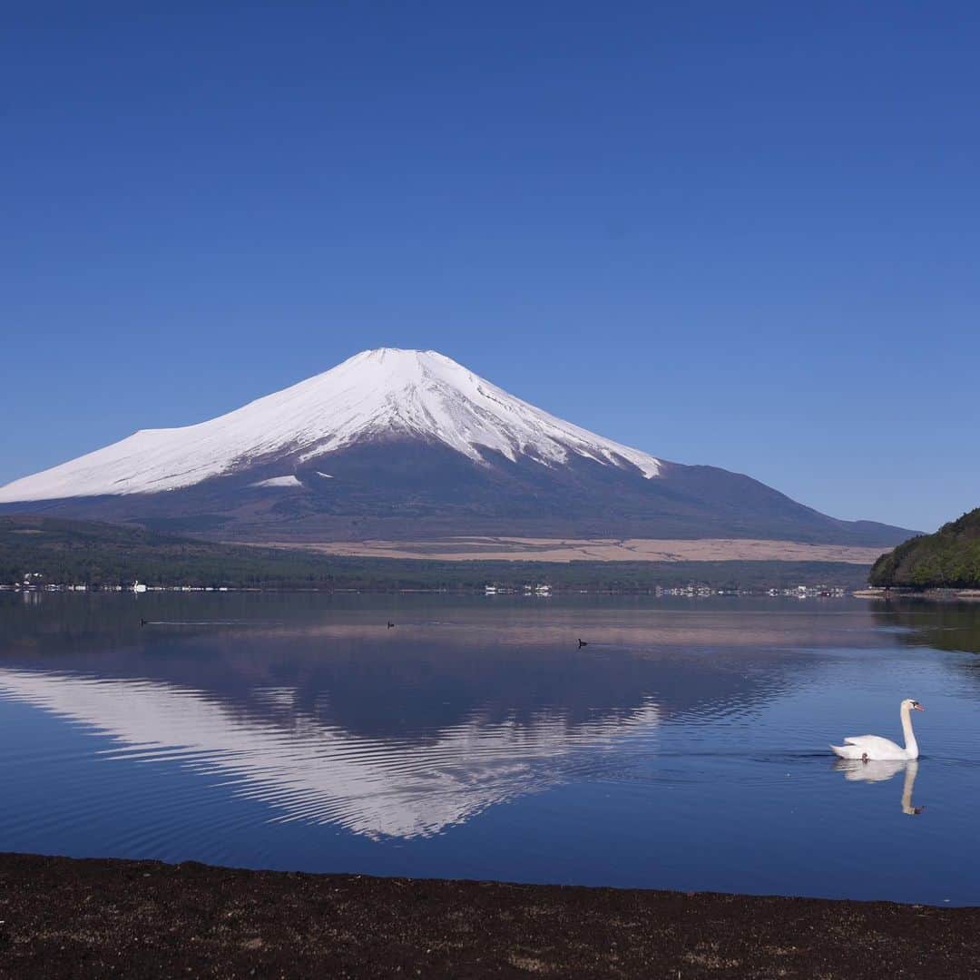 がんちゃんさんのインスタグラム写真 - (がんちゃんInstagram)「#てんタッキー富士山の旅  2019年5月8日 明け方の気温が氷点下まで下がったこの日、空気が澄んで富士山がくっきり😍 宿での人間の朝ご飯の前に、富士山をバックに犬の朝ご飯♪なんて贅沢な景色💕  #糸目ーズ #山中湖交流プラザきらら」5月14日 7時40分 - kota2ann