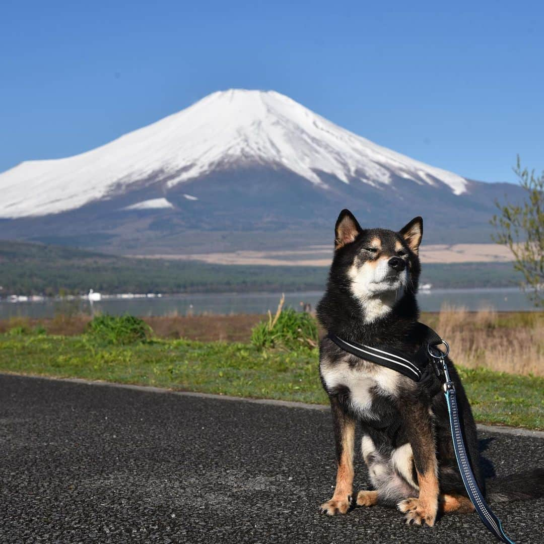 がんちゃんさんのインスタグラム写真 - (がんちゃんInstagram)「#てんタッキー富士山の旅  2019年5月8日 明け方の気温が氷点下まで下がったこの日、空気が澄んで富士山がくっきり😍 宿での人間の朝ご飯の前に、富士山をバックに犬の朝ご飯♪なんて贅沢な景色💕  #糸目ーズ #山中湖交流プラザきらら」5月14日 7時40分 - kota2ann