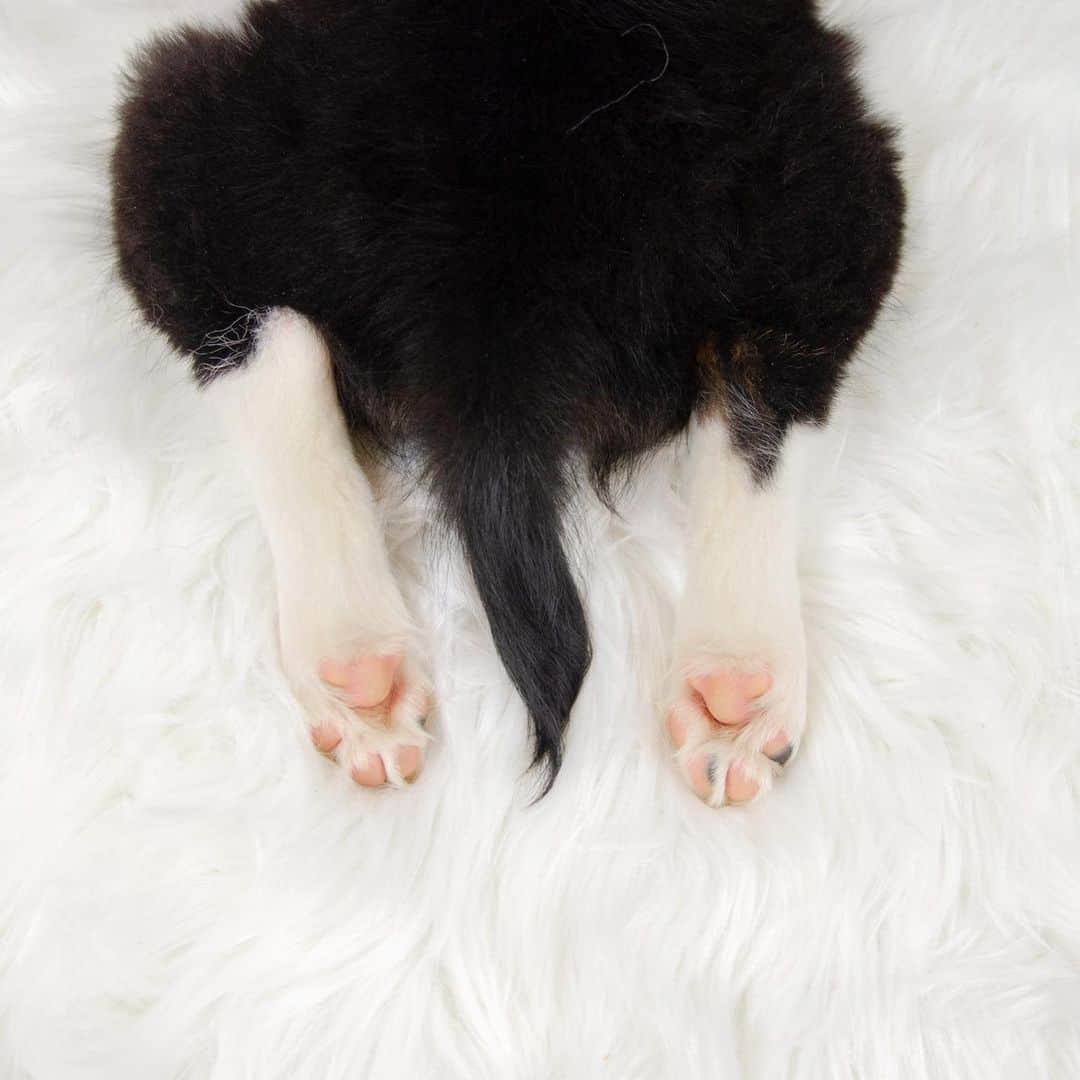 Jazzy Cooper Fostersさんのインスタグラム写真 - (Jazzy Cooper FostersInstagram)「It would be a sin not to post puppy beans. 🐾 💕  Some people asked about Phoebe’s little tail. As far as we know, she was born that way. She is a Border Collie and Aussie mix and a couple of her siblings don’t have tails. 🐒💕」5月14日 7時46分 - bordernerd