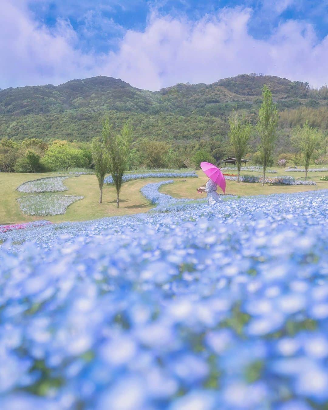 コサさんのインスタグラム写真 - (コサInstagram)「💠ネモフィラブルー💠 . Location:兵庫 Hyogo/Japan Data:2019.4.25 . #art_of_japan_ #tokyocameraclub #dpj_member #team_jp_ #IG_PHOS #photo_jpn #ptk_japan #pt_life_ #bestjapanpics #Lovers_Nippon #はなまっぷ #IGersJP #Japan_Daytime_View #japan_great_view #inspiring_shot #jp_portrait部 #ブライトリング陸 #sorakataphoto #LBJ_members #special_spot_member #light_nikon #広がり同盟メンバー #nipponpic_member #bestphoto_japan #super_japan_channel #lovers_amazing_group #photo_travelers #photo_shorttrip #rox_saison_傘19 #Rox_Captures」5月14日 7時49分 - kosa_photo