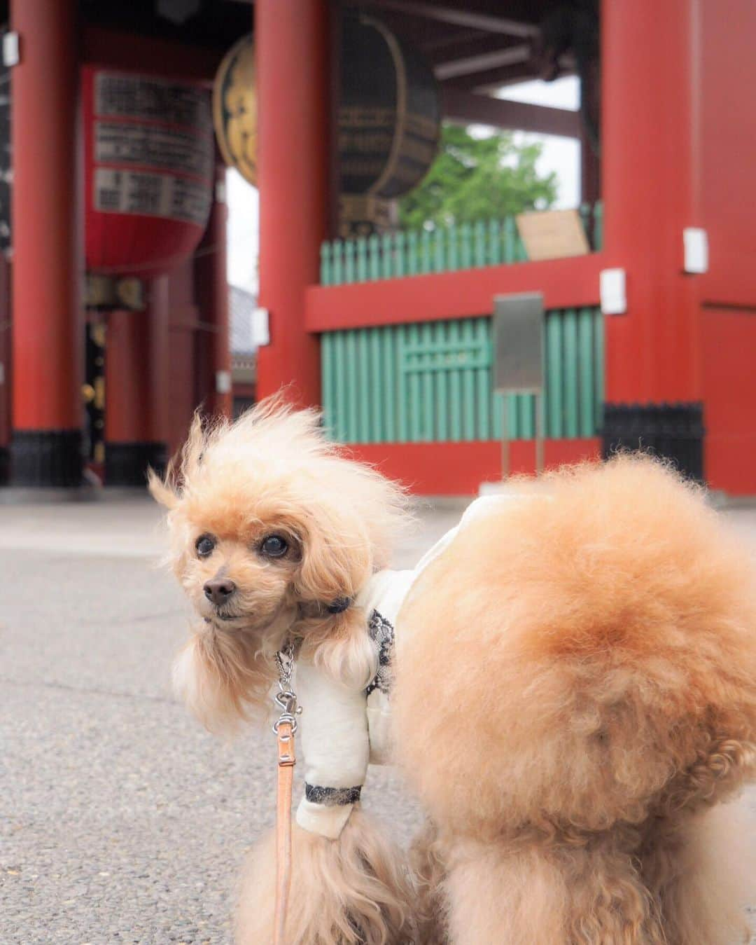 Toypoodle Mikuru?Asakusa Tokyoさんのインスタグラム写真 - (Toypoodle Mikuru?Asakusa TokyoInstagram)「20190514 Tuesday. Good morning! Friends 💕 雨降りそうなお天気だけど あさんぽ😆 うん。 通常通りの日常だね☺️ . #宝蔵門 #五重の塔 #決戦の火曜日 #極嬢桃尻 . #toypoodle#poodle#poodle_playoffs#みくるん#トイプードル#プードル#タイニープードル#pressblog#ふわもこ部#犬バカ部#ワンコなしでは生きて行けません会#貴婦狗 #東京トイプードル #いぬすたぐらむ#asknowasdewan#poodlesofinstagram#dogsofinstagram#instadog#igersjp#todayswanko#east_dog_japan#inutokyo#cutedog#purapurafamily @i.am.mikuru #토이푸들 #浅草」5月14日 7時56分 - purapura299