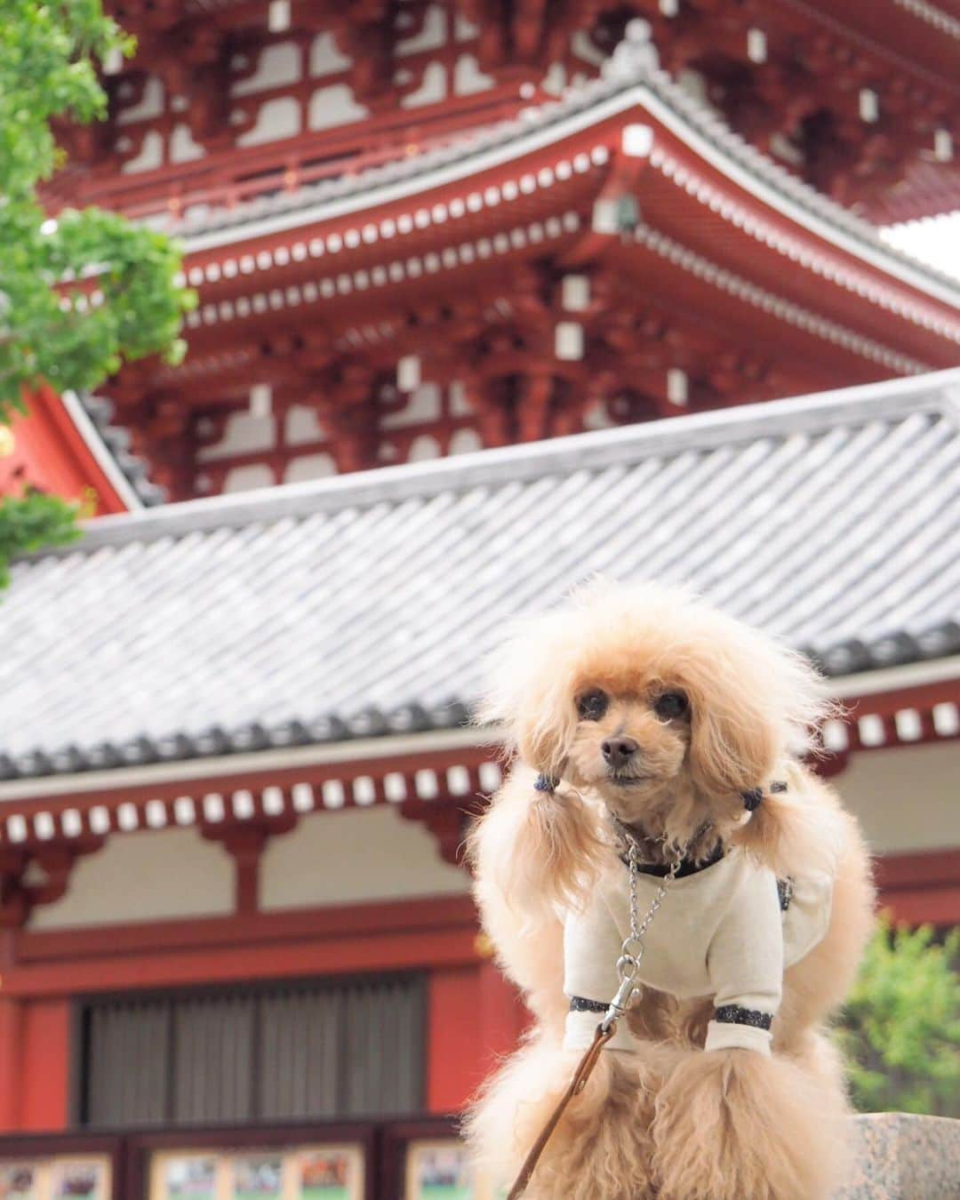 Toypoodle Mikuru?Asakusa Tokyoさんのインスタグラム写真 - (Toypoodle Mikuru?Asakusa TokyoInstagram)「20190514 Tuesday. Good morning! Friends 💕 雨降りそうなお天気だけど あさんぽ😆 うん。 通常通りの日常だね☺️ . #宝蔵門 #五重の塔 #決戦の火曜日 #極嬢桃尻 . #toypoodle#poodle#poodle_playoffs#みくるん#トイプードル#プードル#タイニープードル#pressblog#ふわもこ部#犬バカ部#ワンコなしでは生きて行けません会#貴婦狗 #東京トイプードル #いぬすたぐらむ#asknowasdewan#poodlesofinstagram#dogsofinstagram#instadog#igersjp#todayswanko#east_dog_japan#inutokyo#cutedog#purapurafamily @i.am.mikuru #토이푸들 #浅草」5月14日 7時56分 - purapura299