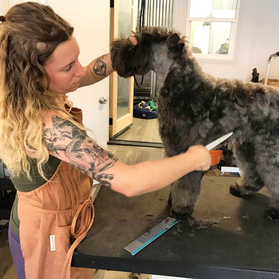 Dogs by Ginaのインスタグラム：「Today was fun 🐾」
