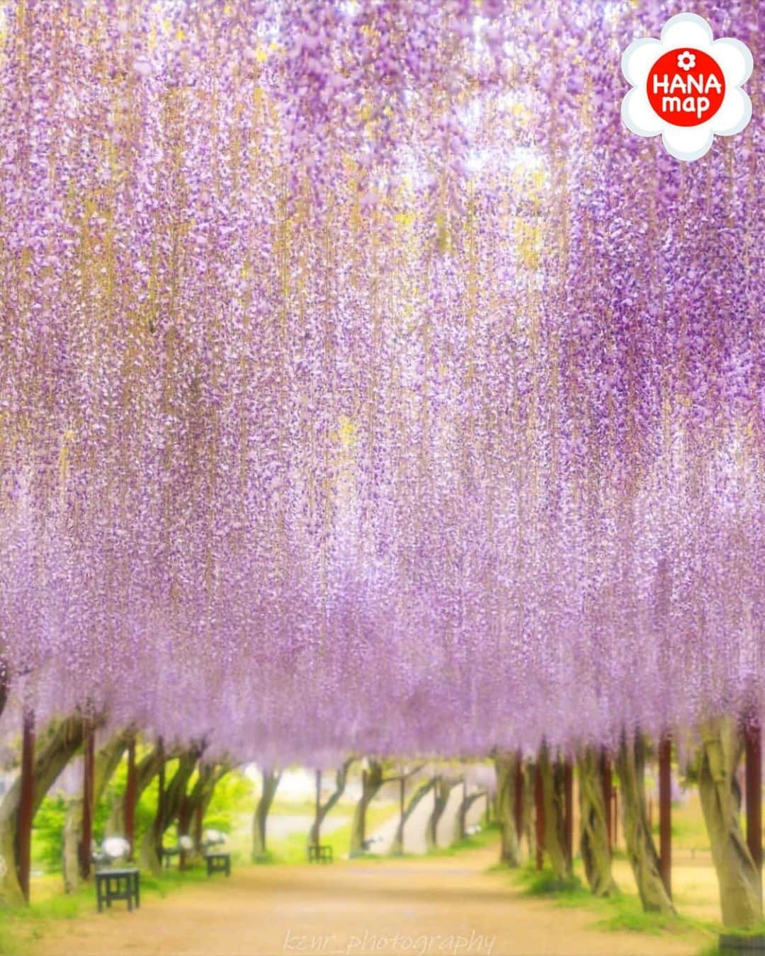 はなまっぷ❁日本の花風景さんのインスタグラム写真 - (はなまっぷ❁日本の花風景Instagram)「🌸はなまっぷ🌸 * @kznr_photography さんの 花のある風景に花まるを💮 * キラキラと輝く房が美しい豪華な藤のカーテンをありがとうございます😊🌸 * * 岡山  #藤公園 Fuji Park, Okayama Pref. * 🌼フジの花言葉📝🌼 歓迎、陶酔 * 🌸•••🌸•••🌸•••🌸•••🌸•••🌸 * いつも素敵なお花をありがとうございます😊 日本の花のある風景にタグ付けしてください🌸 お花があれば何でもOKです💓 #はなまっぷ * #日本の美しい花風景#花のある風景#花#花言葉#花畑#藤#フジ#藤棚」5月14日 8時11分 - hanamap