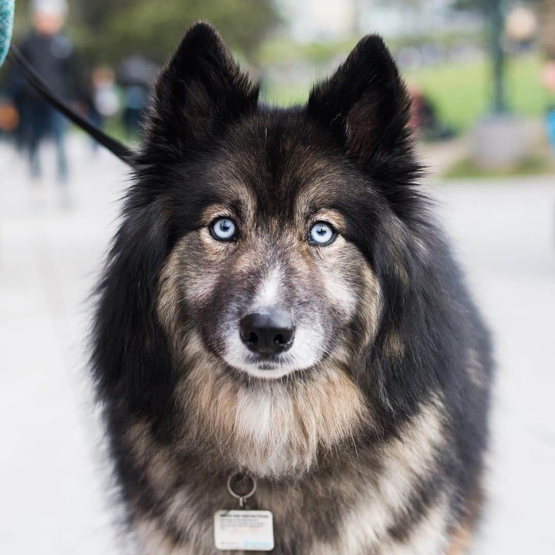 The Dogistさんのインスタグラム写真 - (The DogistInstagram)「Luna, Husky/Shepherd mix (5 y/o), Dolores Park, San Francisco, CA • “She’s really sassy. She’s very selective about who she likes – just like her mother. We got her in the Pennysaver for $200 bucks. Great find.”」5月14日 8時13分 - thedogist