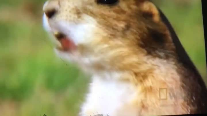 MGMTのインスタグラム：「RODEO ROUNDUP... catch us LIVE in Port Chester, NY on “MGMT LIVE” on MGMTv, on May 20th, 2019. Some tix still available #earlysnakecatchesthegopher #jkweloveboth」