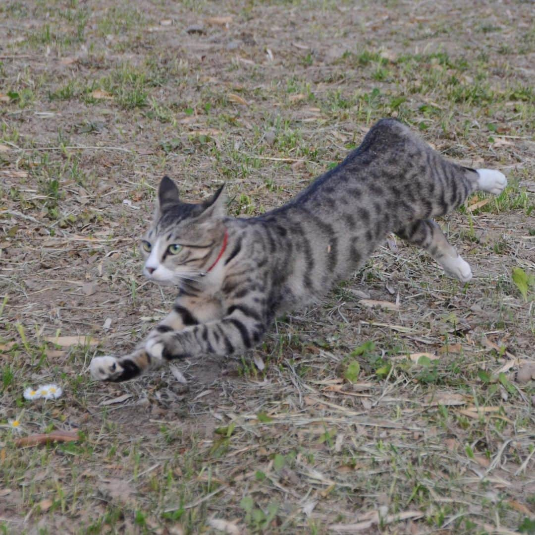 やふのインスタグラム