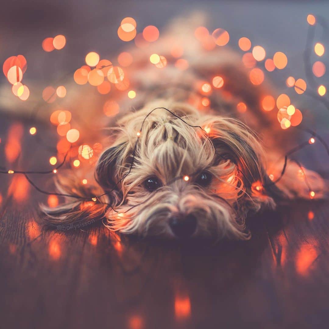 Holly Sissonさんのインスタグラム写真 - (Holly SissonInstagram)「Me, during last nights GoT episode 🔥🔥🔥🙀🙀🙀 Did you see it? Thoughts? #Havanesedog #gameofthrones #bokeh ~ See more of Oliver, and Alice & Finnegan, on their pet account @pitterpatterfurryfeet ~ Canon 1D X MkII + 85 f1.4L IS @ f1.4 (See my bio for full camera equipment information plus info on how I process my images. 😊) ~ #pickmotion」5月13日 23時48分 - hollysisson