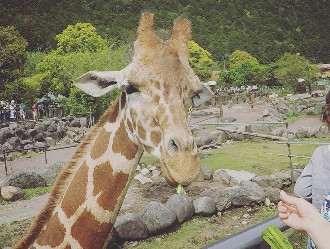 石川龍のインスタグラム：「キリンも、カピバラも、ミーアキャットも、ヒトも。 とても距離の近い動物園。  #キリン #カピバラ #ミーアキャット #giraffe  #capybara #meerkat #アニマルキングダム  #伊豆 #izu #ホモサピエンス #homosapiens」